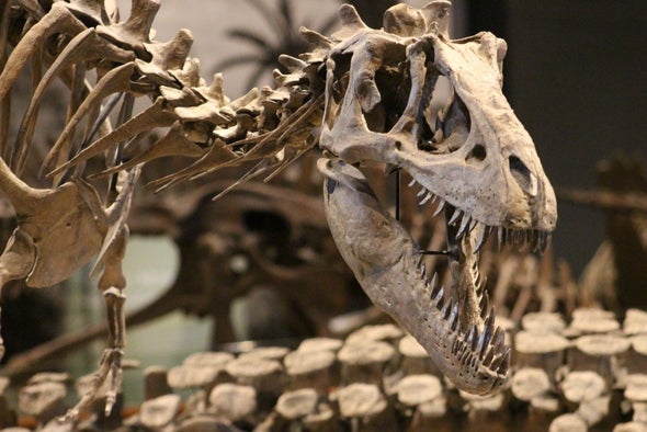 Most Dinosaur Species are Still Undiscovered