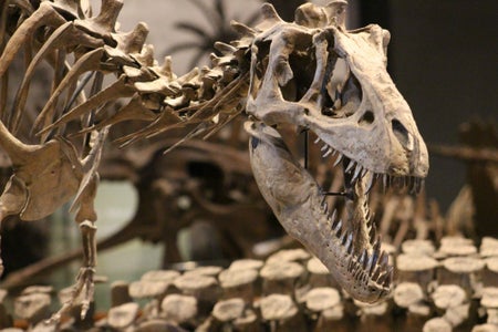 Tyrannosaur