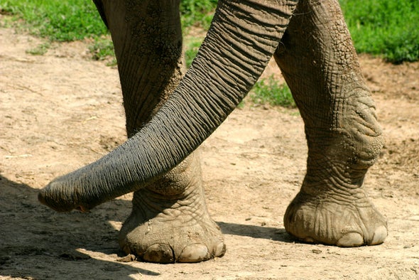The Amazing Biodiversity within an Elephant's Footprint