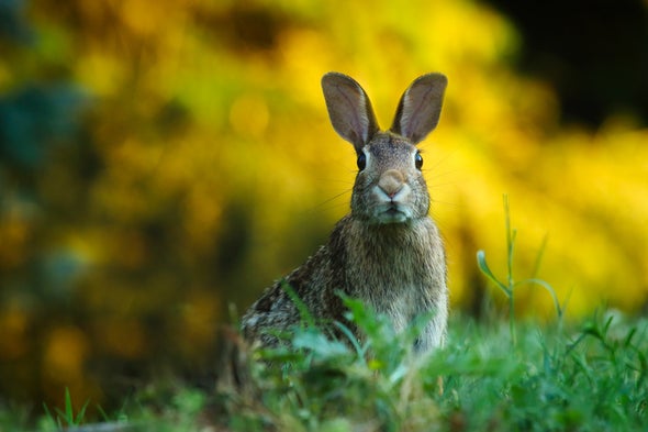 The Legacy of the Trickster Hare