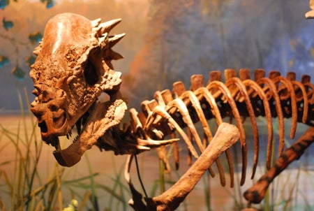 Pachycephalosaurus