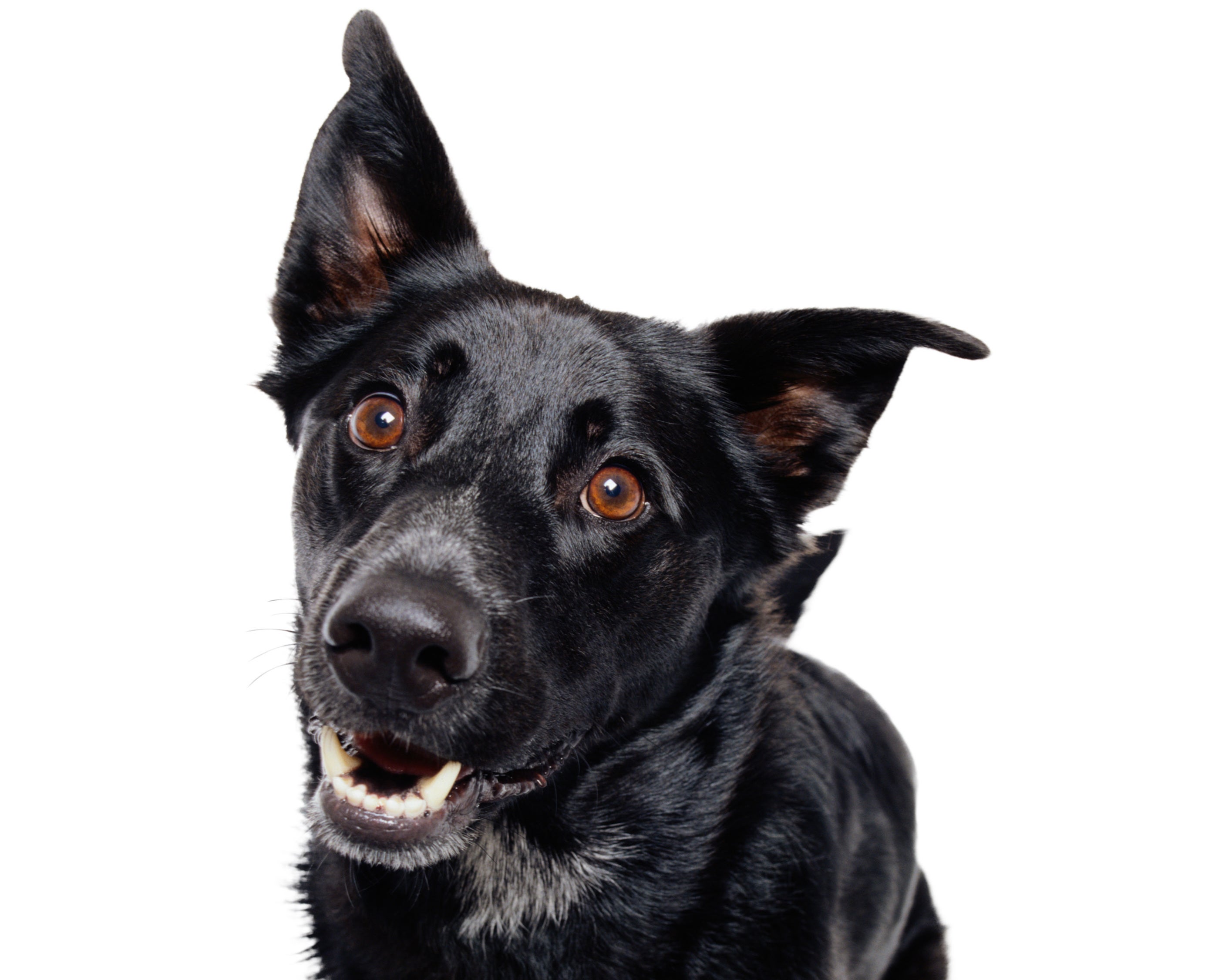 catalyst making dogs happy