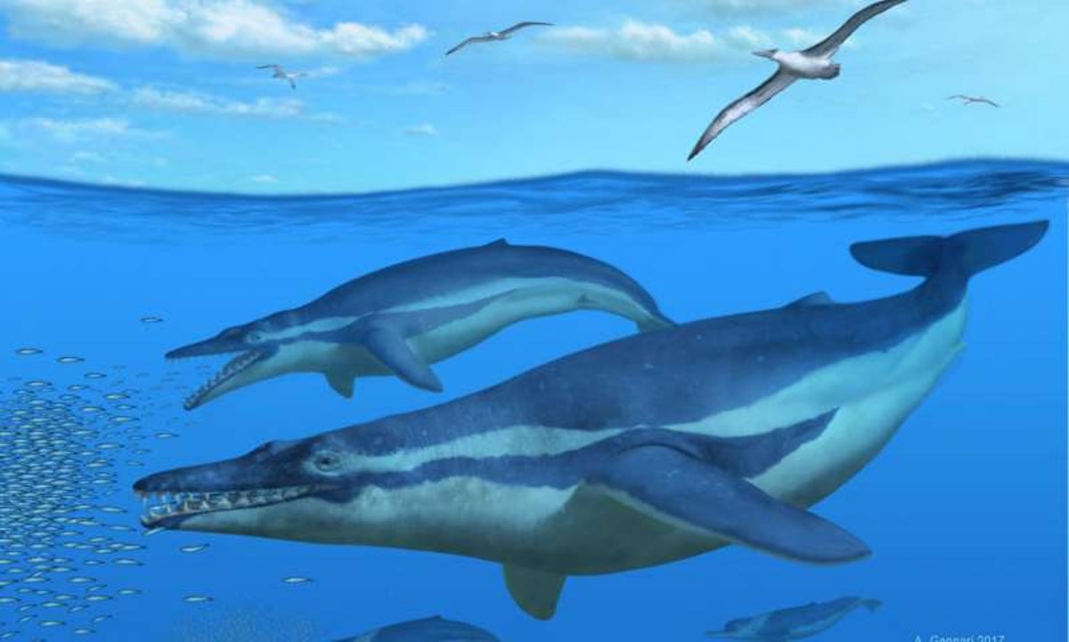 Paleo Profile: The Crown Tooth