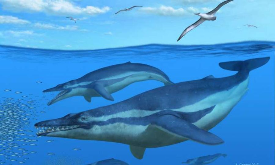 Paleo Profile: The Crown Tooth | Scientific American