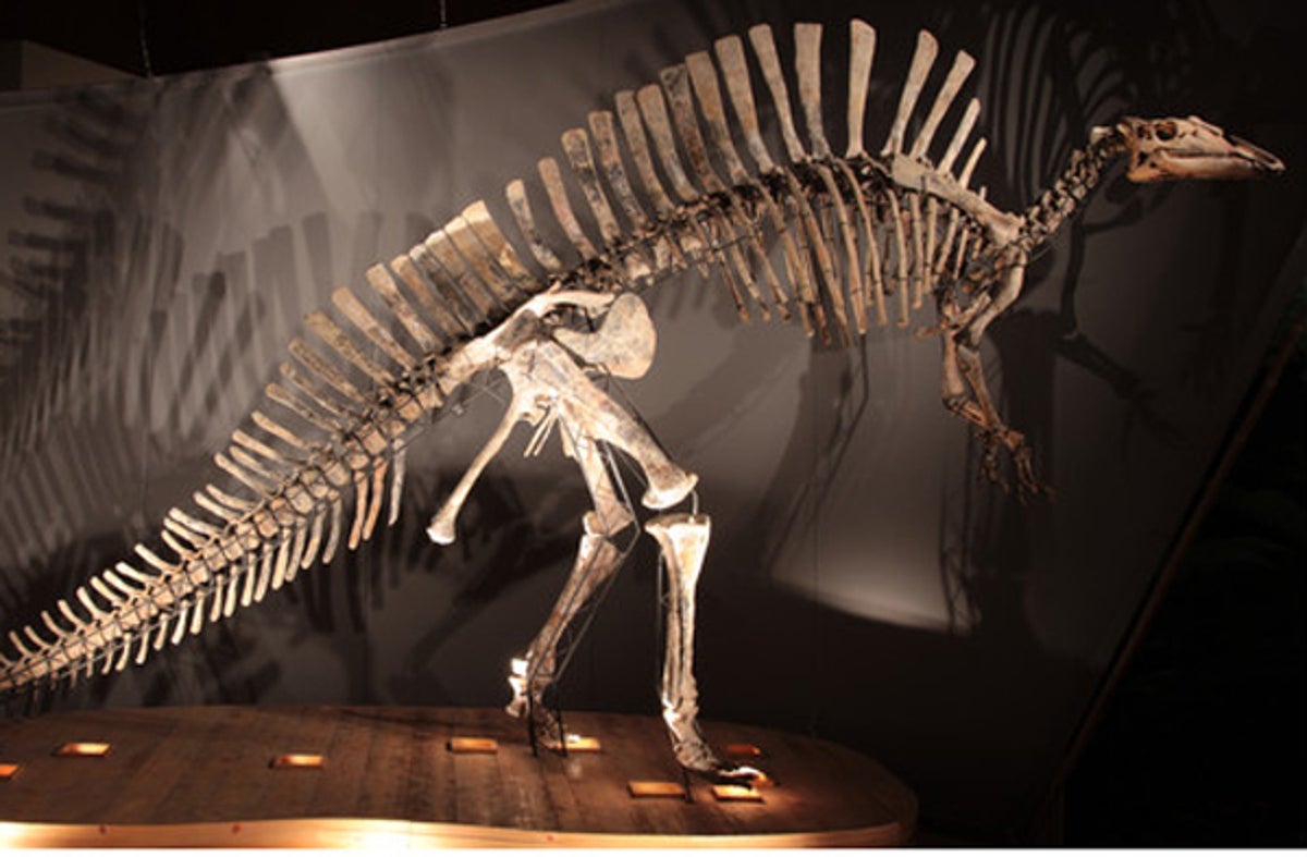 On the Trail of a Dinosaur Sail