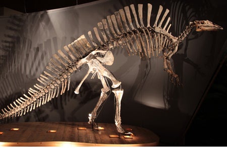 Ouranosaurus