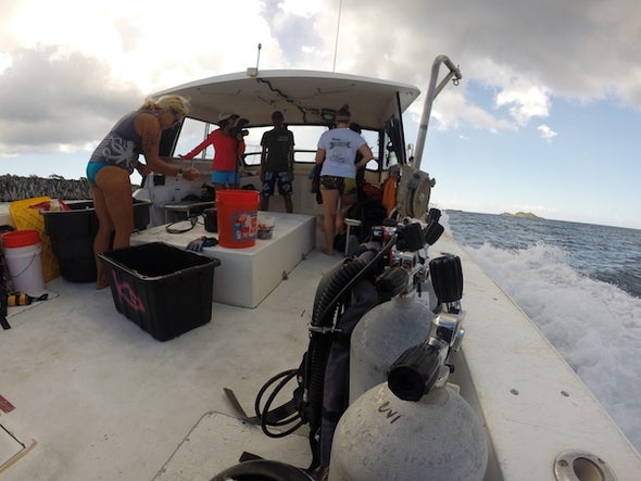 Bringing Back the Nassau Grouper