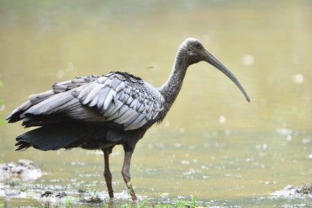 Scientific American Logo