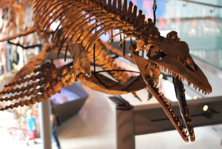 Plotosaurus