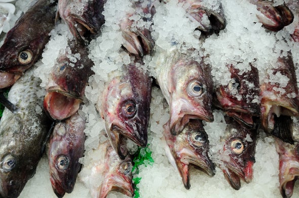 Fish Feel Pain. Now What?
