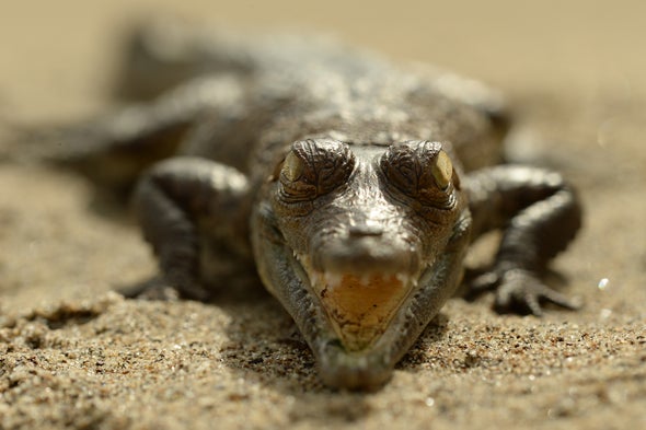 Rarest Crocs in the Americas Get a Radio Boost