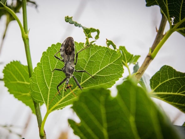 Fighting Bugs with Bugs