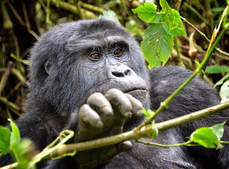 mountain gorilla