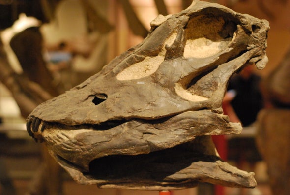Stocking the Mesozoic Salad Bar