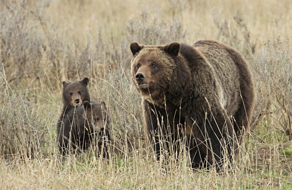 Should Yellowstone Grizzlies Lose Their Protected Status?