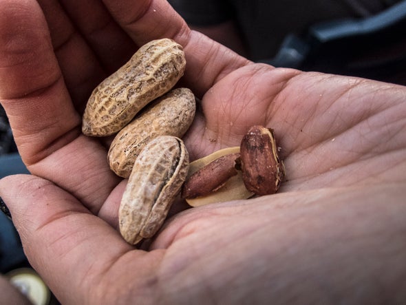 Breeding a Nonallergenic Peanut