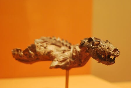 Thrinaxodon