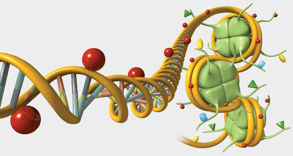 Gene Regulation, Illustrated - Scientific American Blog Network Gene Regulation, Illustrated - Scientific American Blog Network