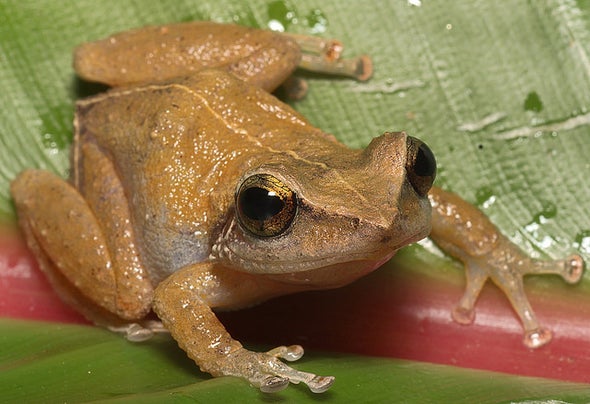 California, Watch Out: The Invasive Coqui Frog Is Coming