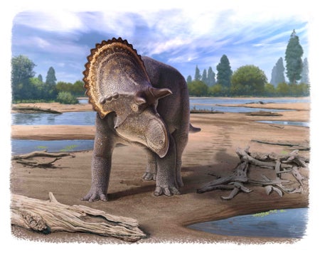 Horned dinosaur