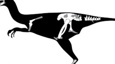 Fossil Bones Reveal New Baby Dinosaur