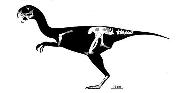 fossil bones reveal new