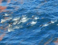 Oil Pollution is Making Gulf Dolphins Sick
