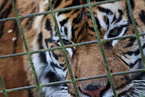 U.S. Finally Closes Tiger Commerce Loopholes