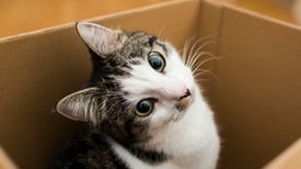 What We Understand About Cats And What They Understand About Us