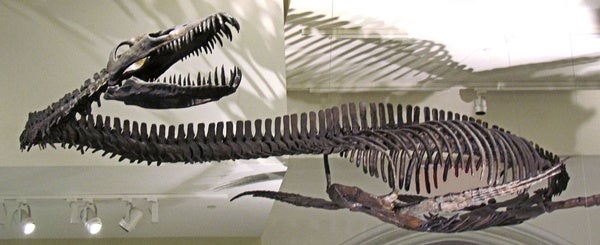 elasmosaurus skeleton