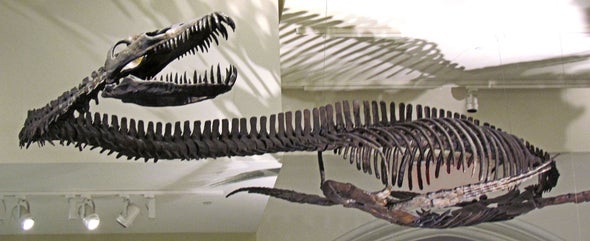Just How Good Is the Plesiosaur Fossil Record?