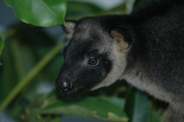 Poop Could Help Save Rare Tree Kangaroo from Extinction ...