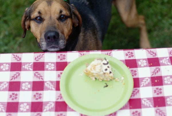 delboeuf illusion and food