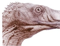 Dinosaur Highlights a Jurassic Mystery