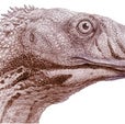 Dinosaur Highlights a Jurassic Mystery