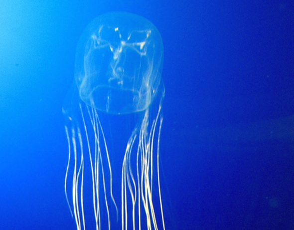 Jellyfish, Sexbots and the Solipsism Problem