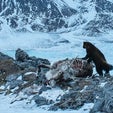 Wolves and Wolverines: A Complicated Relationship