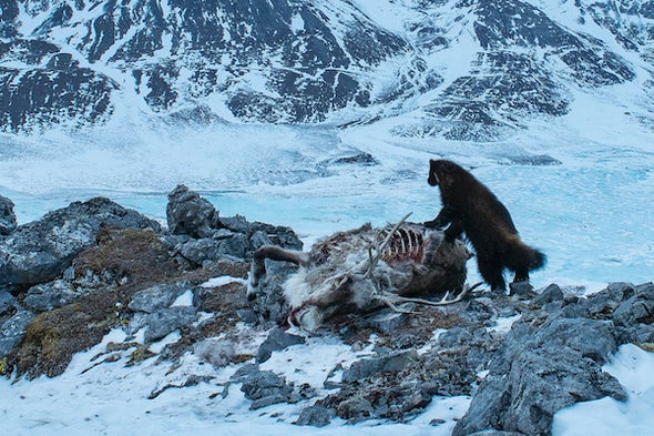 Wolves and Wolverines: A Complicated Relationship - Scientific American Blog Network Wolves and Wolverines: A Complicated Relationship - Scientific American Blog Network