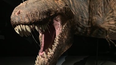 What Did Dinosaurs Smell Like?