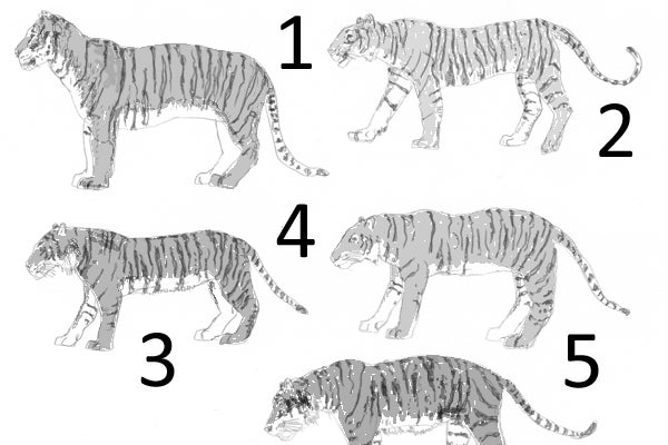 tiger subspecies map