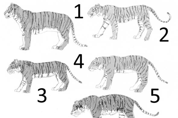 The Tiger Subspecies Revised, 2017