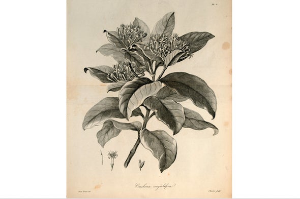 How Have Plants Shaped Human Societies?