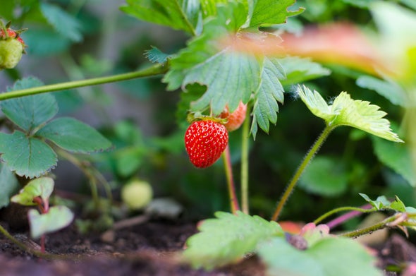 The Short Political Career Of Strawberries Scientific American Blog Network The Short Political Career Of Strawberries Scientific American Blog Network