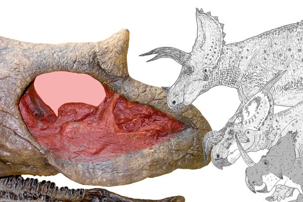 The Ridiculous Nasal Anatomy of Giant Horned Dinosaurs - Scientific  American Blog Network