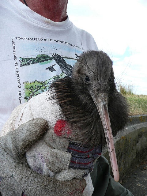 $1 Million More a Year Could Save Kiwi Birds from Extinction