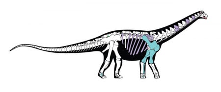 Mansourasaurus