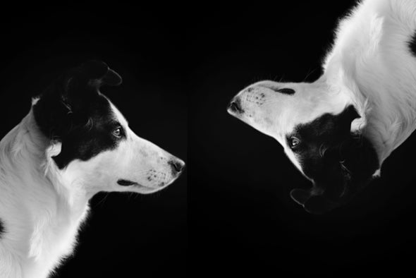 The Hidden Dogs of Dog Cloning - Scientific American Blog Network