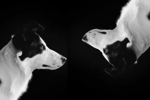 The Hidden Dogs of Dog Cloning - Scientific American Blog Network The Hidden Dogs of Dog Cloning - Scientific American Blog Network