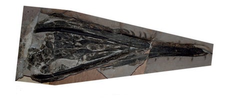 Plesiosaur
