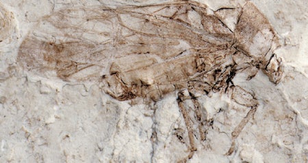 Cicada